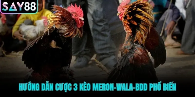 Tìm hiểu các kèo cược đá gà tại Say88